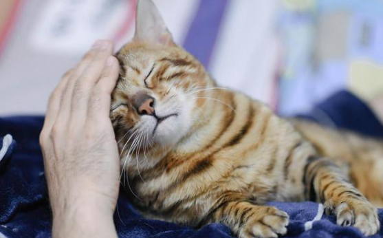 猫咪肚子为什么脆弱的叫个不停