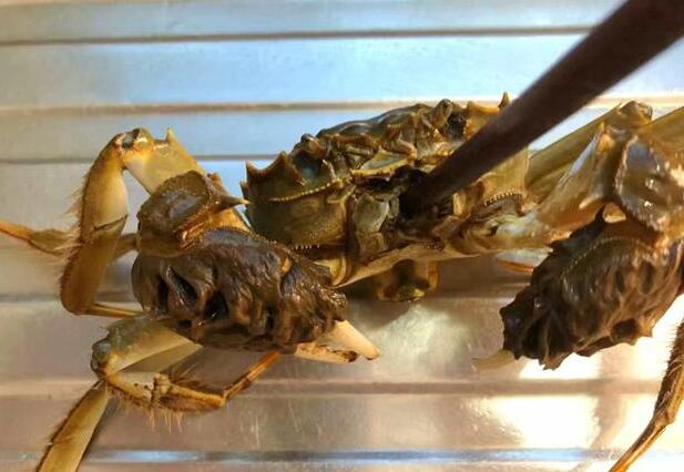 螃蟹能不能吃乌龟食 螃蟹能不能吃乌龟食
