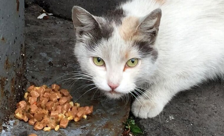 家猫变成流浪猫能活吗？当然可以