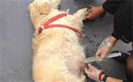 狗狗腹部积水吃利尿片