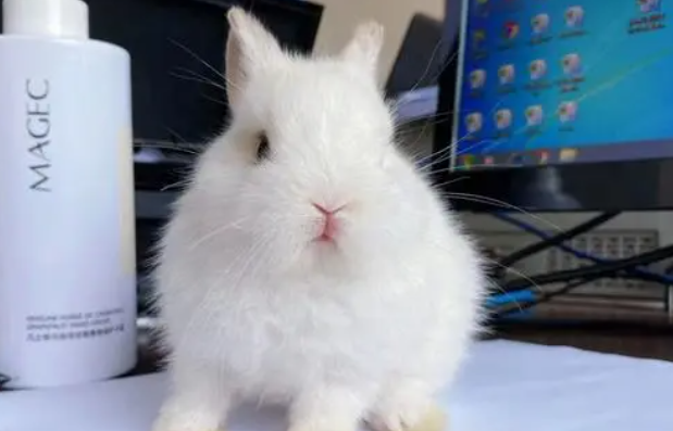 碎斑兔子特点