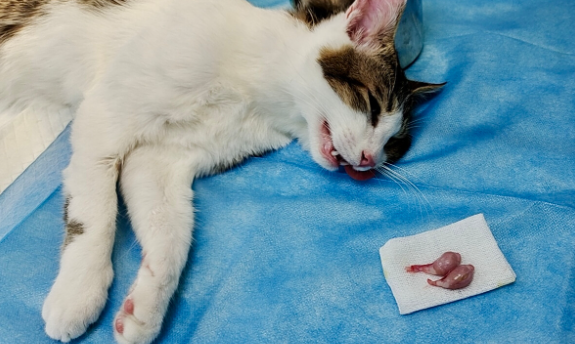 猫咪绝育之后为什么呢