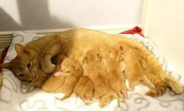 小猫生一半生不下来咋办 小猫生一半生不下来咋办