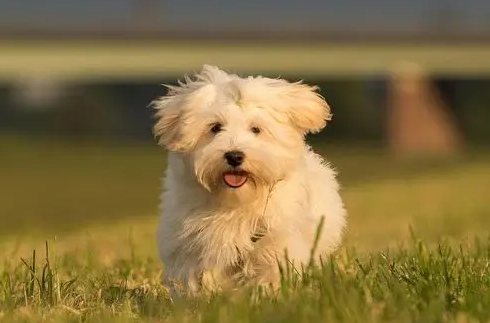 哈瓦那犬怎么养?来了解下吧 哈瓦那犬怎么养?来了解下吧