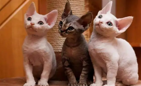 养什么猫好 适合家养干净不掉毛的猫