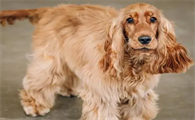 一文告诉你,美国可卡犬服从性怎么训练?