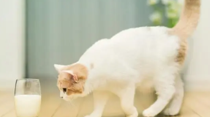 猫可以喝甜的豆浆吗