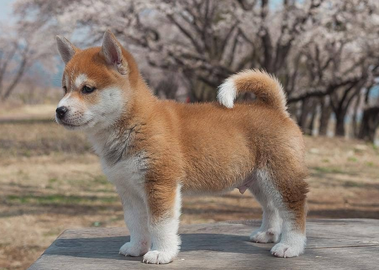 柴犬是新号秋田犬?这里一看便知! 柴犬是新号秋田犬?这里一看便知!