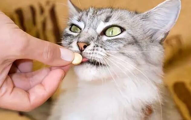 猫一直拉黄水不吃东西