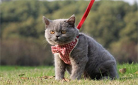 蓝猫一生只认一个主人