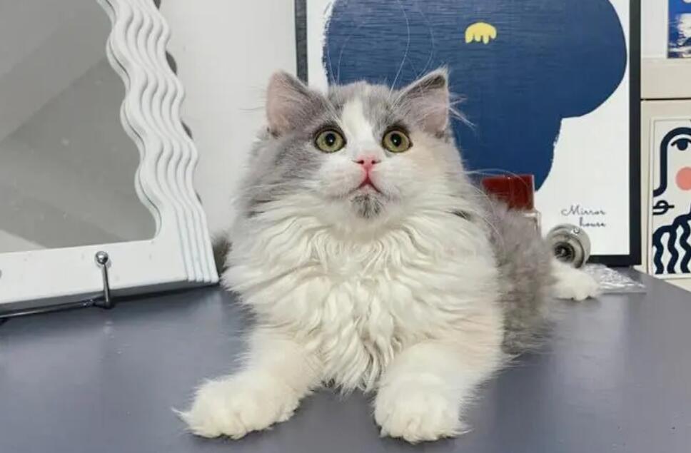 高地长毛猫是什么意思?你有见过吗? 高地长毛猫是什么意思?你有见过吗?