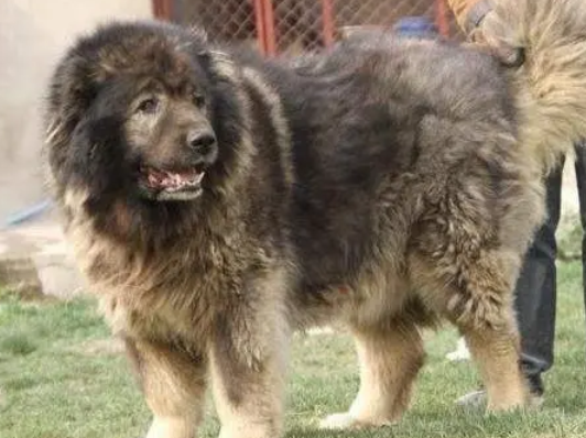 高加索犬智商排名第几