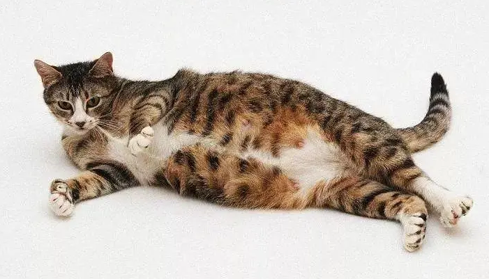 孕猫下面流出粘液是不是快生了