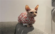 斯芬克斯猫矮脚好还是高