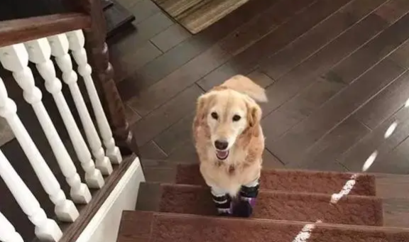 为什么狗狗不敢爬楼梯了呢