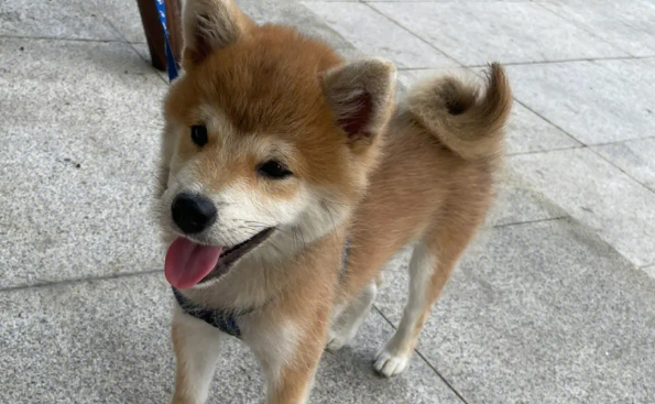 假柴犬图片大全 假柴犬图片大全