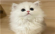 为啥拿破仑猫咪的个头小呢