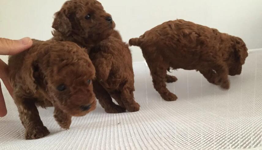 狗如何区分公母图解