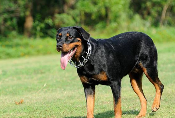 罗威纳犬市场价多少钱