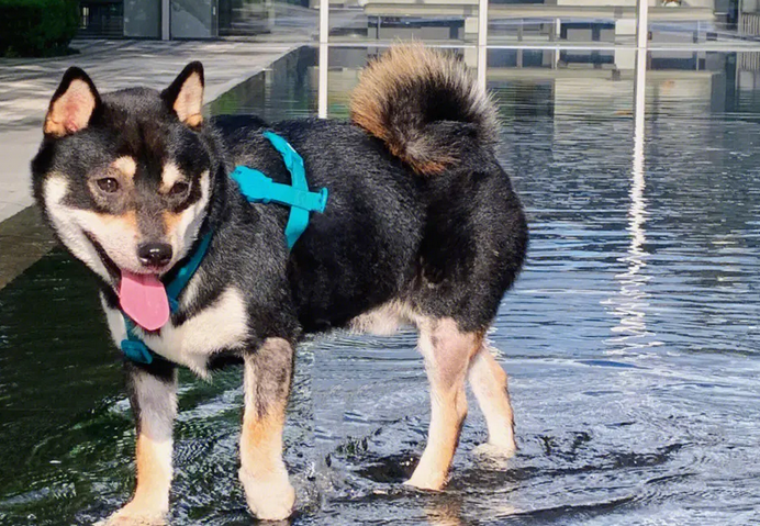 狗为什么爱玩水 狗为什么爱玩水