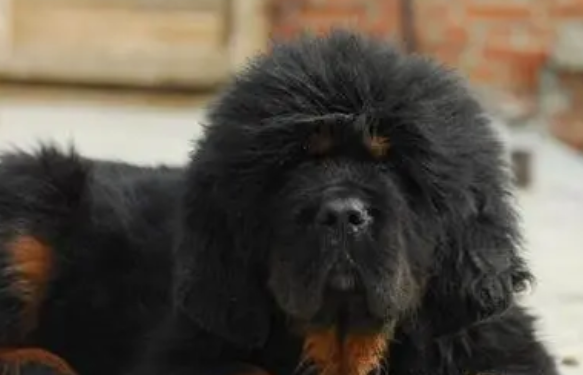 宠物狗知识点：藏獒幼犬如何饲养？