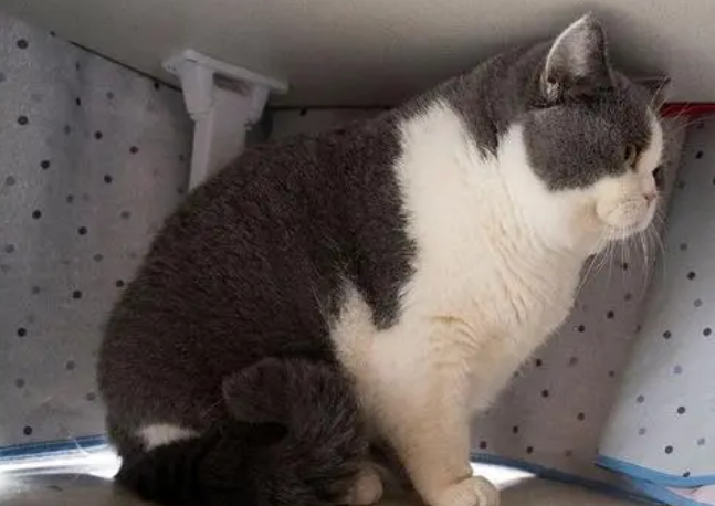 猫咪突然心情不好躲起来