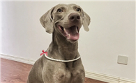 魏玛犬是哪个国家的