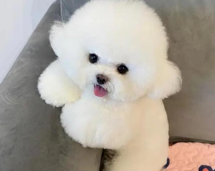 200元以内的小型犬