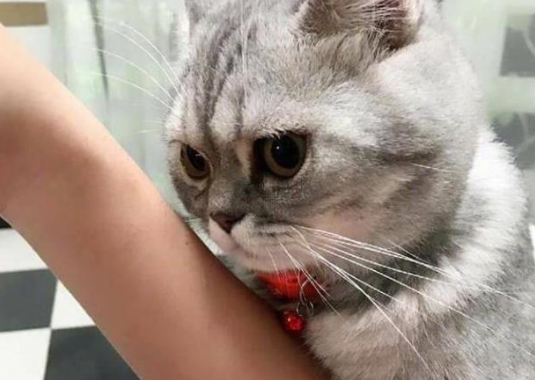 为什么猫咪蹭我脖子