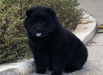 五黑犬打架厉害吗 五黑犬打架厉害吗