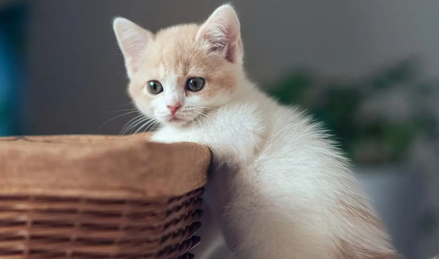 猫咪为什么撒个娇就跑