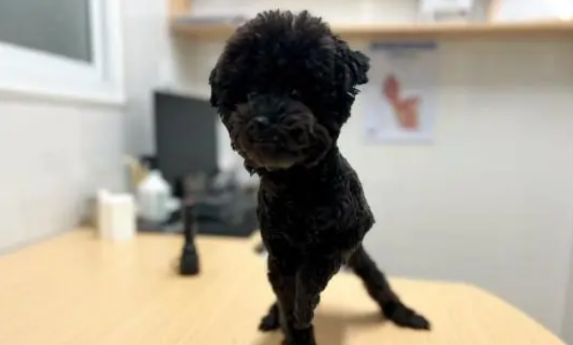 先天残疾的它再也回不去曾经的家，小哥：他不要我陪你