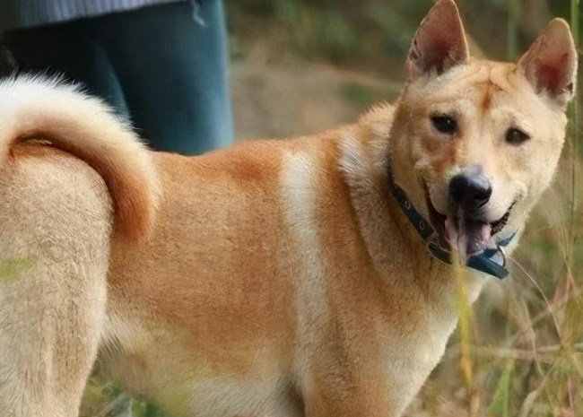 萌宠小知识：中华田园犬吃土怎么回事？