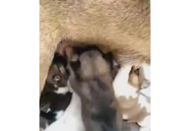 小猪混进狗群抢奶喝,一人占两奶,网友:被发现就惨了! 小猪混进狗群抢奶喝,一人占两奶,网友:被发现就惨了!