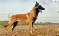 马犬追过路的行人怎么回事?来了解一下!