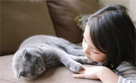 猫瘟不排便是好现象吗？