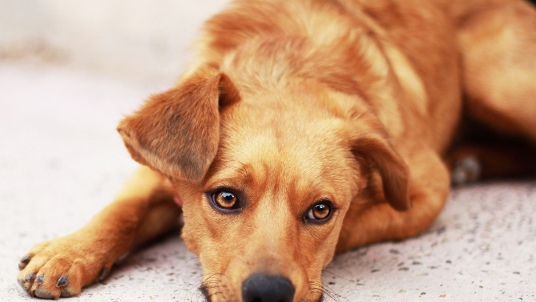 这三种疾病不可忽视，老年犬易患