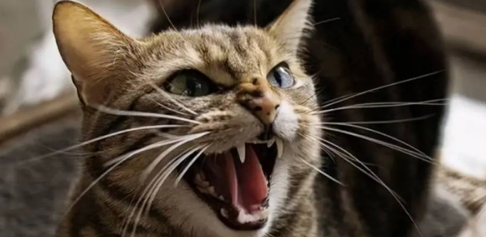 猫咪为什么长大了会叫唤呢 猫咪为什么长大了会叫唤呢