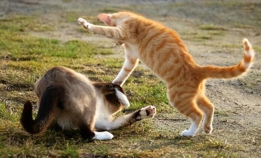 猫领地被别的猫进入 猫领地被别的猫进入