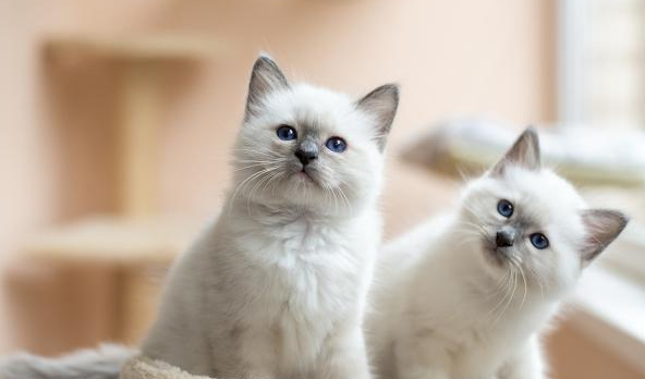 三种人不宜养猫 三种人不宜养猫