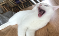 猫会平白无故得狂犬病吗