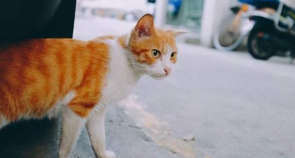 猫丢了找回来的巧方法 猫丢了找回来的巧方法