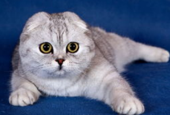 为什么养折耳猫很残忍