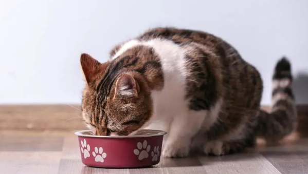 猫咪为什么吃饭不多 猫咪为什么吃饭不多