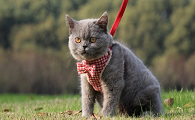蓝猫为啥只能活3四年