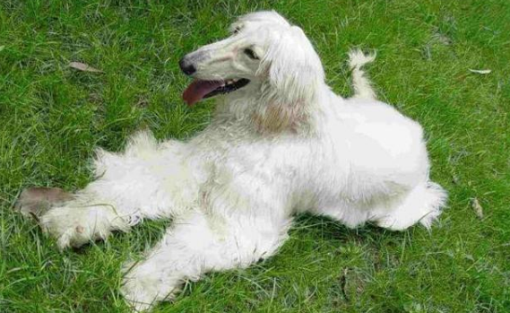 阿富汗犬幼犬价格 图片