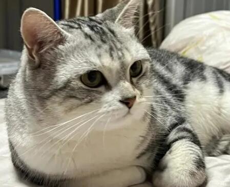 猫找女朋友怎么找啊