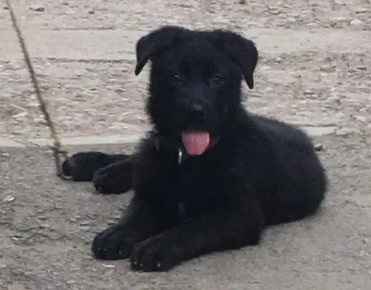 东德牧羊犬纯黑幼犬价格