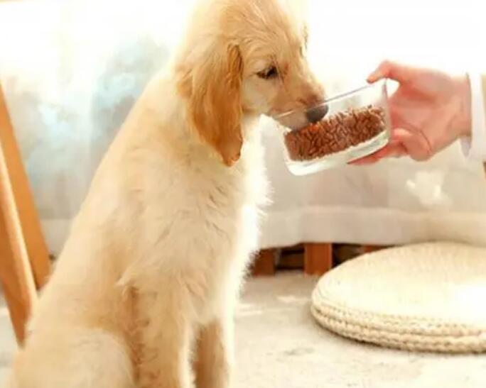 金毛幼犬如何喂食狗粮视频