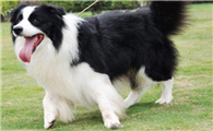 边牧犬怎么样的品相最好
